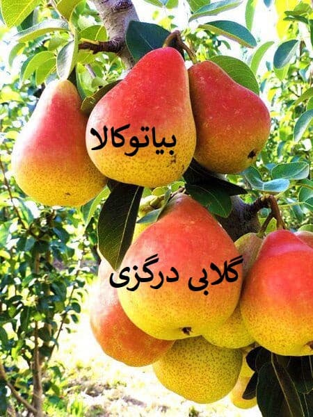 نهال نژاد های گلابی/گلابی درزگری